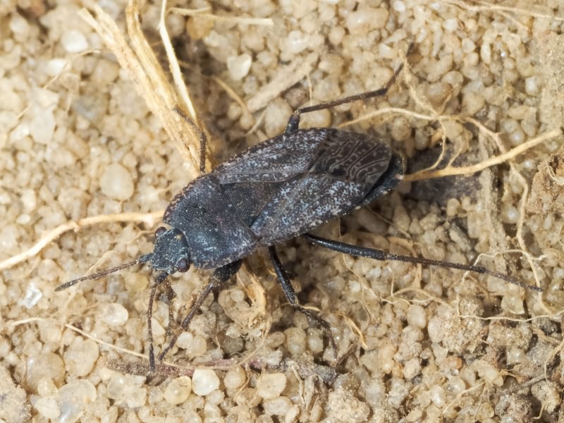 Gonianotus marginepunctatus (Wolff, 1804)